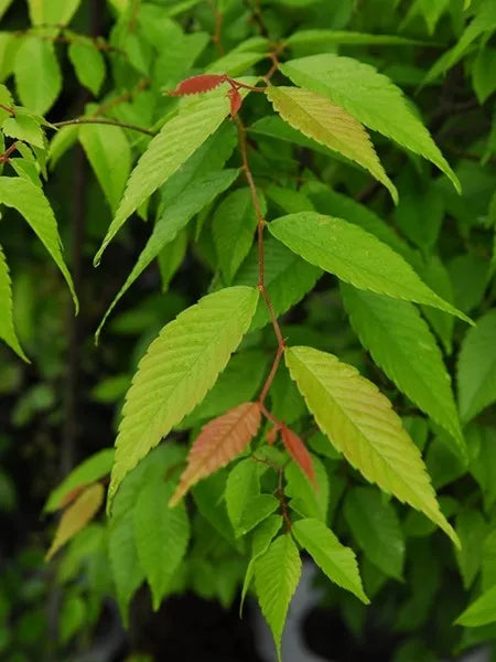 Japanese Elm (Zelkova serrata)