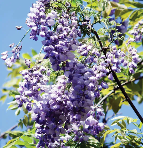 Wisteria assorted (Wisteria spp.)
