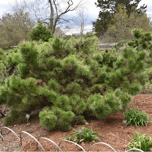 Japanese Black Pine 'Yatsabusa' (Pinus thunbergii) - Ladybird Nursery