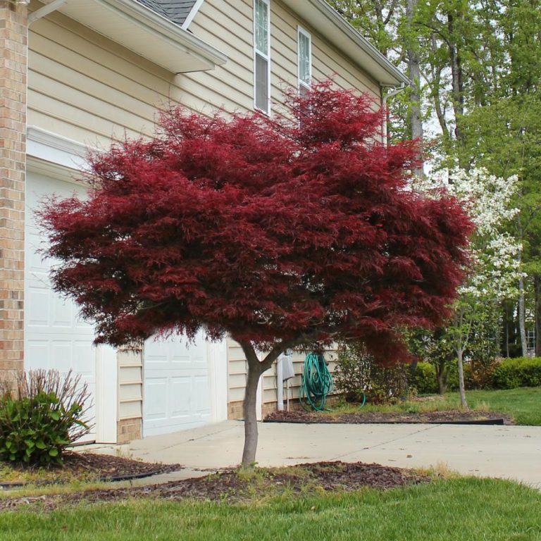 Japanese Maple Bloodgood (Acer palmatum) 400mm Pick Up Only - Ladybird Nursery