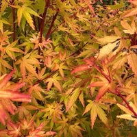 Japanese Maple 'Fjellheim' (Acer palmatum) - Large - Ladybird Nursery