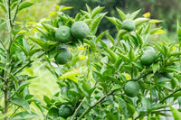 Japanese Sudachi Lime (QLD only) - Ladybird Nursery