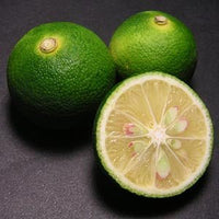 Japanese Sudachi Lime (QLD only) - Ladybird Nursery