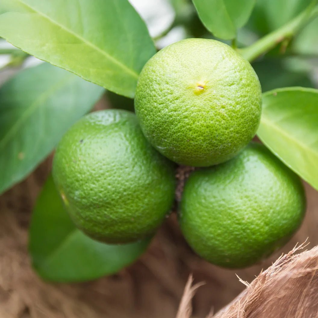 Japanese Sudachi Lime (QLD only) - Ladybird Nursery