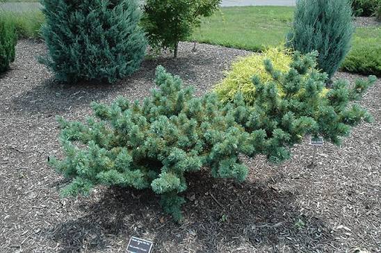 Japanese White Pine ‘Fuku zu mi’ (Pinus parviflora) - Ladybird Nursery