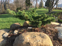 Japanese White Pine ‘Fuku zu mi’ (Pinus parviflora) - Ladybird Nursery