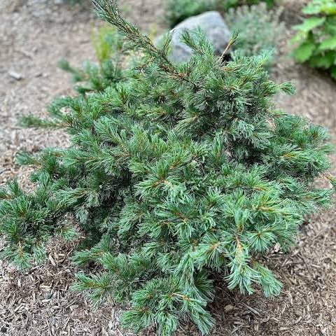 Japanese White Pine ‘Fuku zu mi’ (Pinus parviflora) - Ladybird Nursery