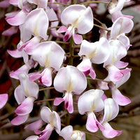 Japanese Wisteria 'Rosea' (Wisteria floribunda) - Large - Ladybird Nursery