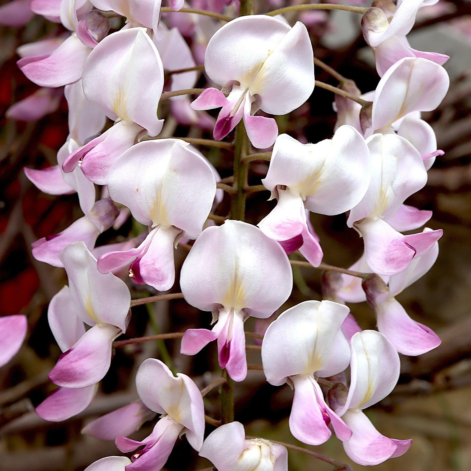 Japanese Wisteria 'Rosea' (Wisteria floribunda) - Large - Ladybird Nursery