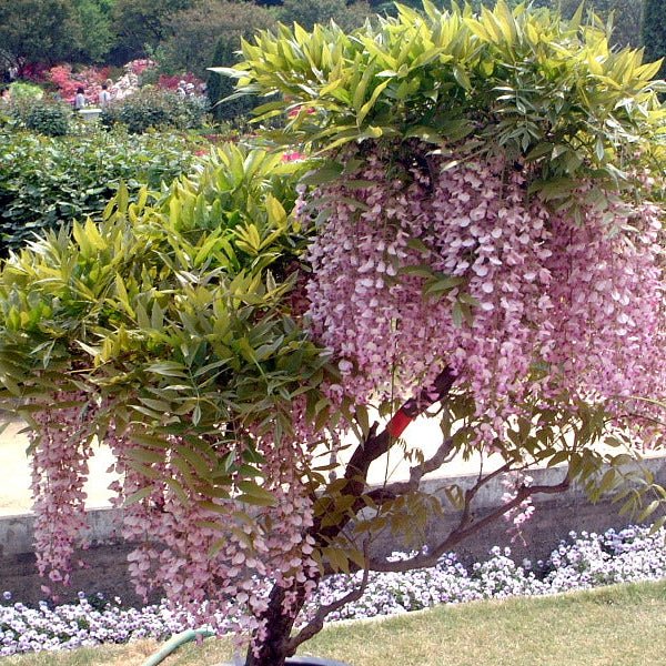 Japanese Wisteria 'Rosea' (Wisteria floribunda) - Large - Ladybird Nursery