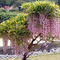 Japanese Wisteria 'Rosea' (Wisteria floribunda) - Large - Ladybird Nursery