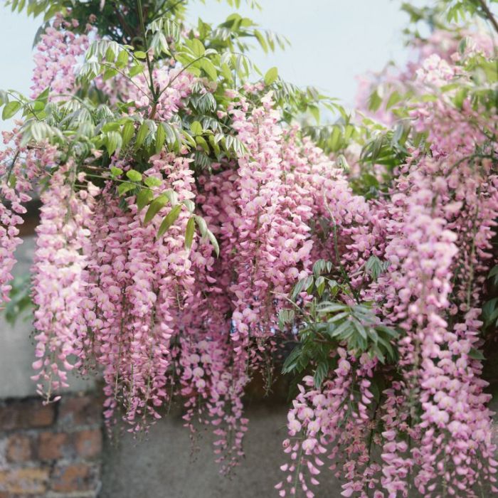 Japanese Wisteria 'Rosea' (Wisteria floribunda) - Ladybird Nursery