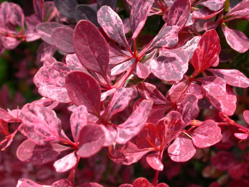 Rosy Glow Japanese Barberry (Berberis thunbergii) - Ladybird Nursery