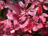 Rosy Glow Japanese Barberry (Berberis thunbergii)