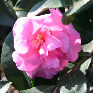 Sasanqua Camellia Fukuzutsumi (Camellia sasanqua)