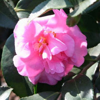 Sasanqua Camellia Fukuzutsumi (Camellia sasanqua)
