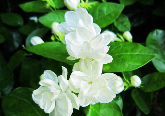 Jasmine 'Duchess' (Jasminum sambac) - Ladybird Nursery