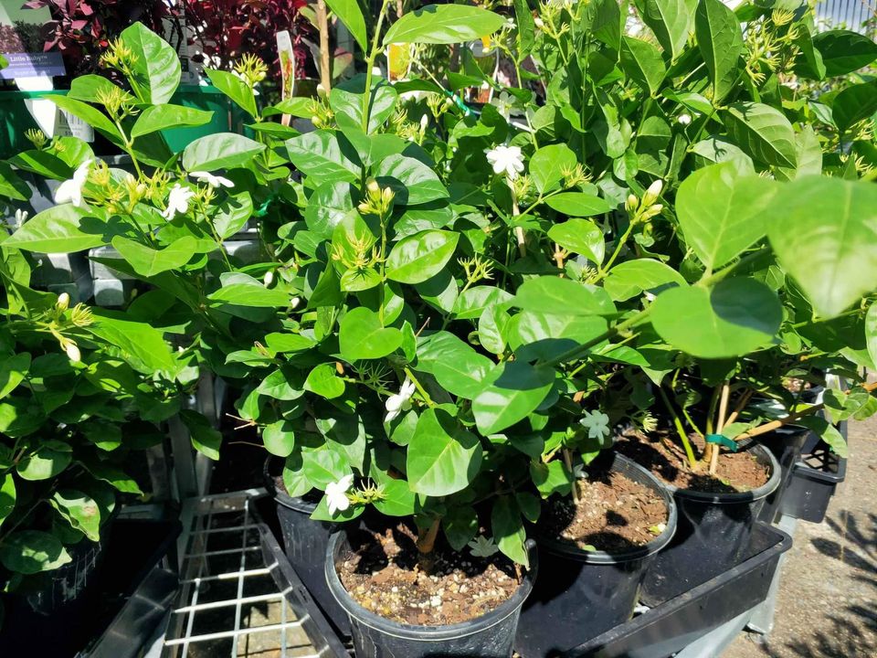 Jasmine 'Duchess' (Jasminum sambac) - Ladybird Nursery