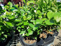 Jasmine 'Duchess' (Jasminum sambac)