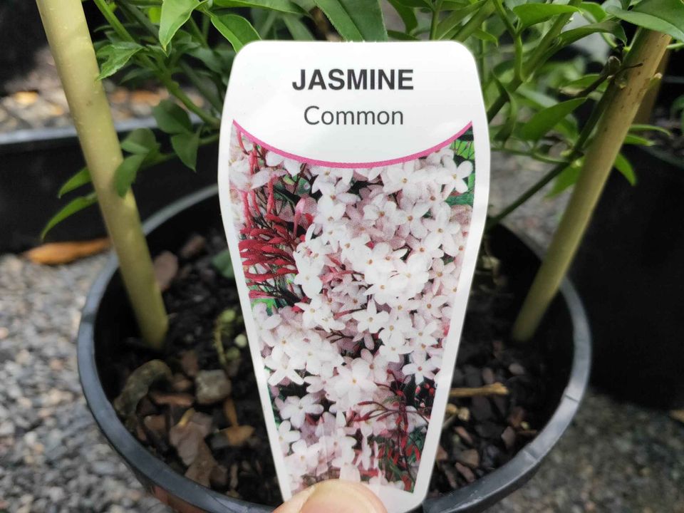 Jasmine with bamboo Arch