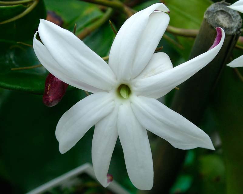 Angel Wing Jasmine (Jasminum nitidum) 200mm - Ladybird Nursery
