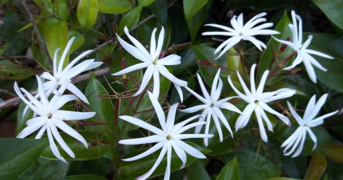 Angel Wing Jasmine (Jasminum nitidum) - Ladybird Nursery