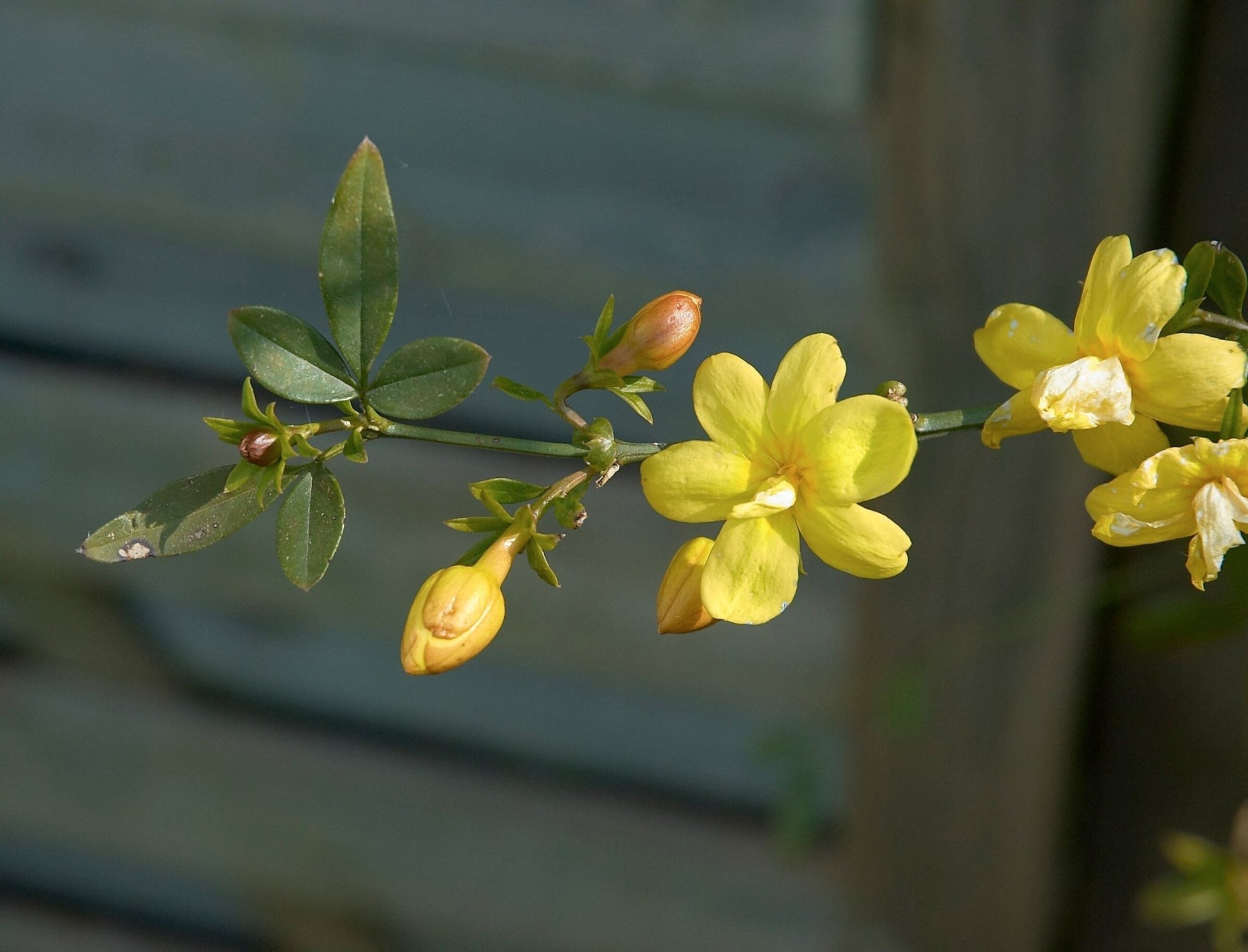 Primrose Jasmine (Jasminum mesnyi) - Ladybird Nursery