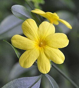 Primrose Jasmine (Jasminum mesnyi) - Ladybird Nursery