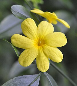 Primrose Jasmine (Jasminum mesnyi)