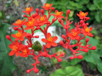 Buddha Belly Plant (Jatropha podagrica)