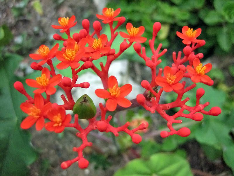 Buddha Belly Plant (Jatropha podagrica) - Ladybird Nursery