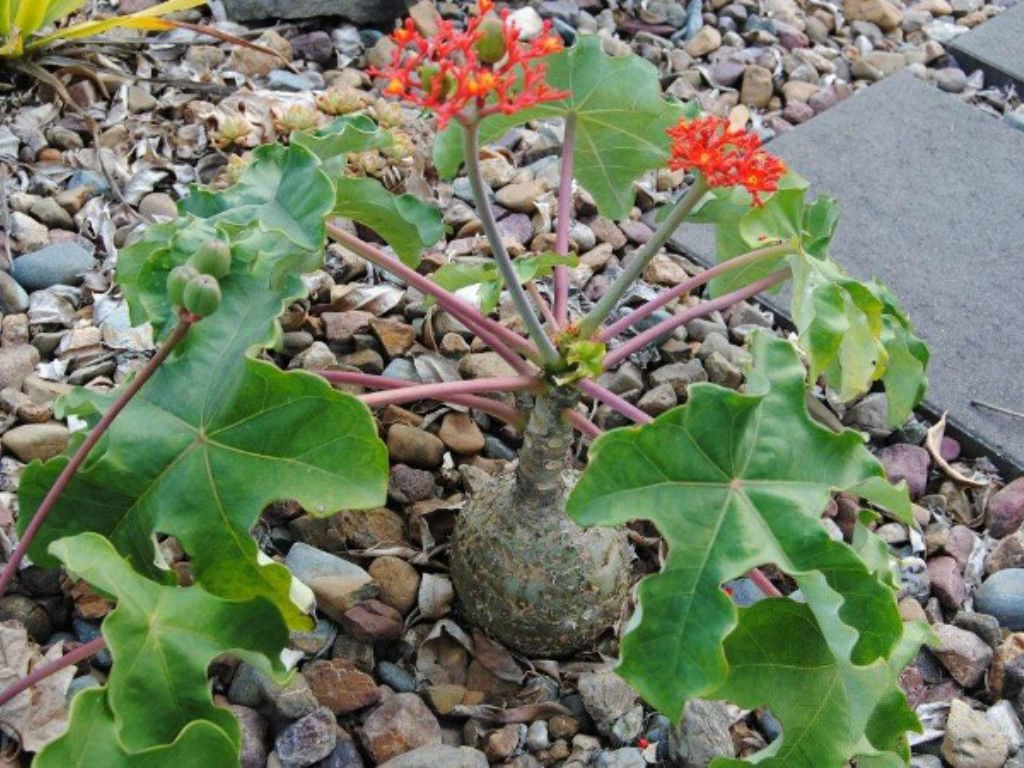 Buddha Belly Plant (Jatropha podagrica) - Ladybird Nursery