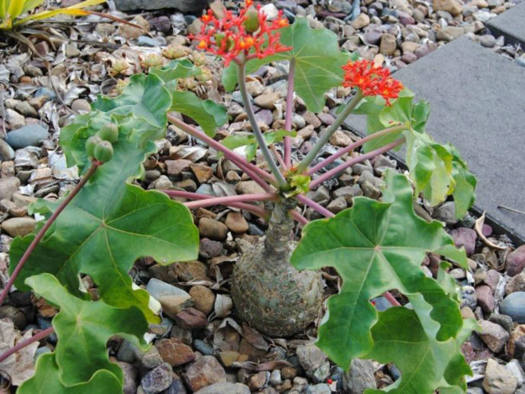Buddha Belly Plant (Jatropha podagrica)