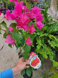 Jazzi Bougainvillea (Bougainvillea Bambino™)