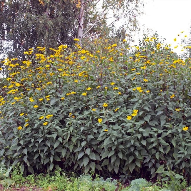 Jerusalem Artichoke - Ladybird Nursery