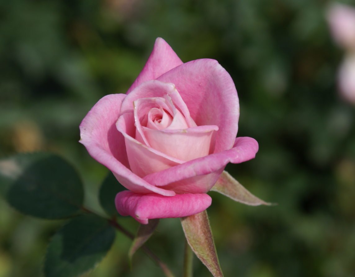 Rose Jewel Miniature Baby - Soft Pink (Rosa) - Ladybird Nursery