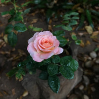 Rose Jewel Miniature Baby - Soft Pink (Rosa) - Ladybird Nursery