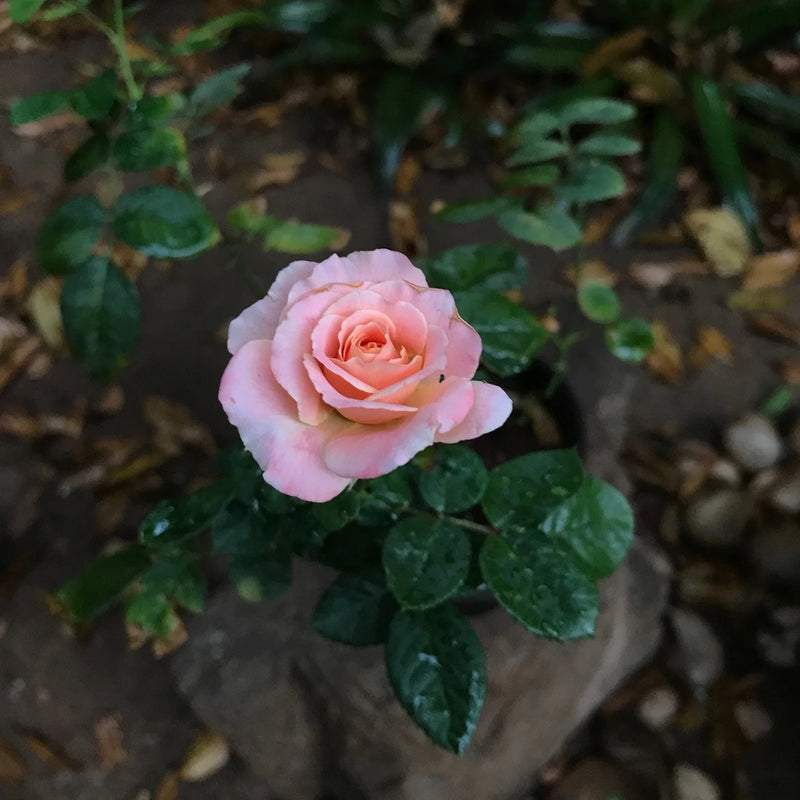 Rose ‘Jewel Baby Pink’ (Rosa hybrid)