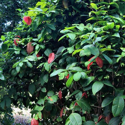 Johnstone River Satinash (Syzygium erythrocalyx) - Ladybird Nursery