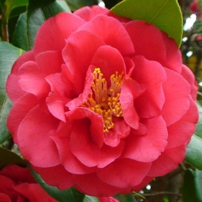Camellia Little Red Riding Hood (Camellia japonica) - Ladybird Nursery