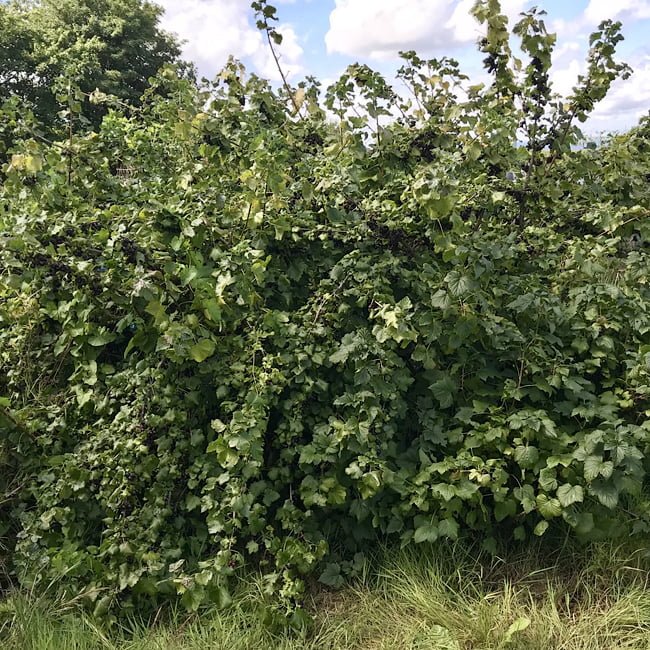 Jostaberry - Ladybird Nursery
