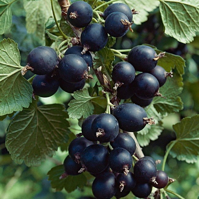 Jostaberry - Ladybird Nursery