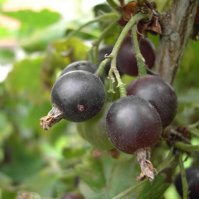 Jostaberry - Ladybird Nursery
