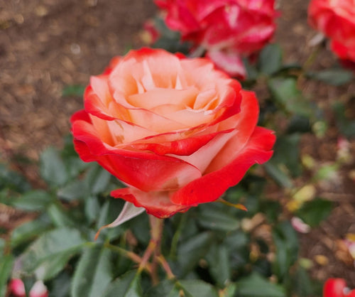 Rose Joy Of Life (Rosa) - Ladybird Nursery