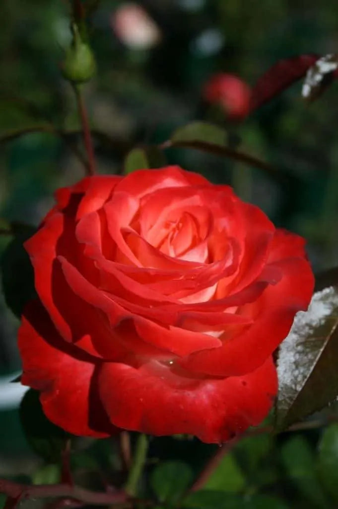 Rose Joy Of Life (Rosa)