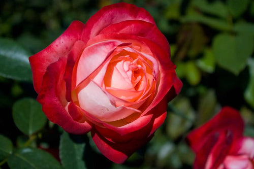 Rose Joy Of Life (Rosa) - Ladybird Nursery