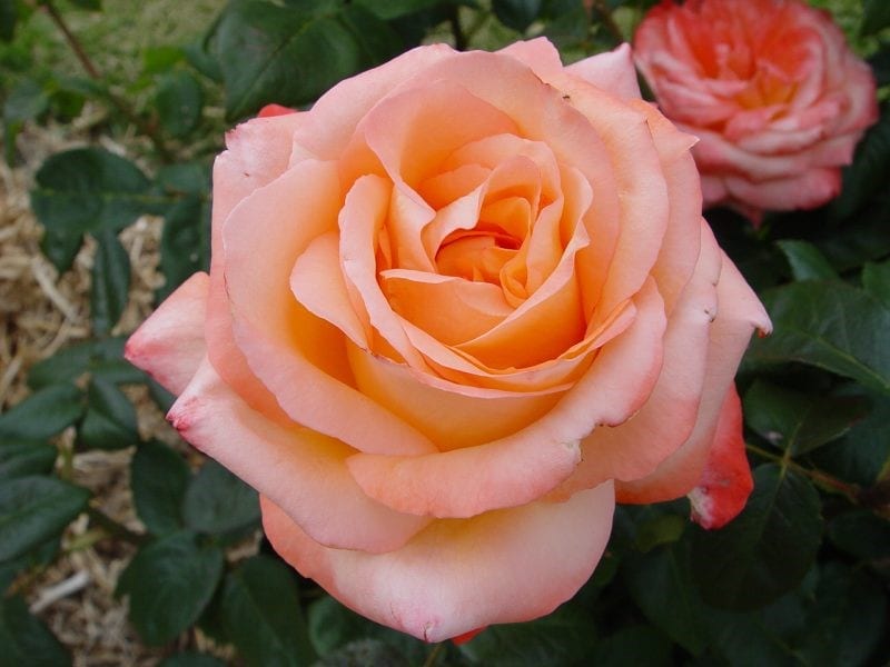 Rose Joyfulness 2 ft Standards (Rosa) - Ladybird Nursery