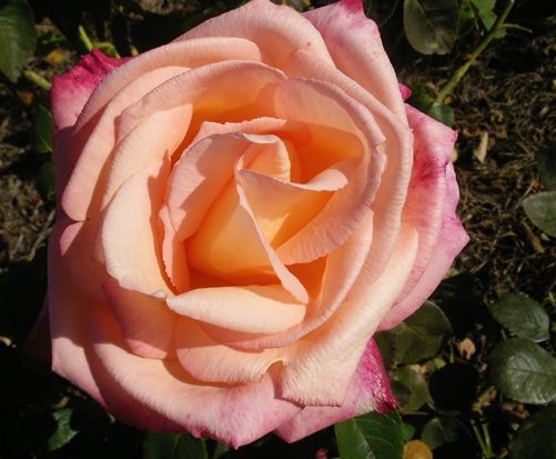 Rose Joyfulness (Rosa) - Ladybird Nursery