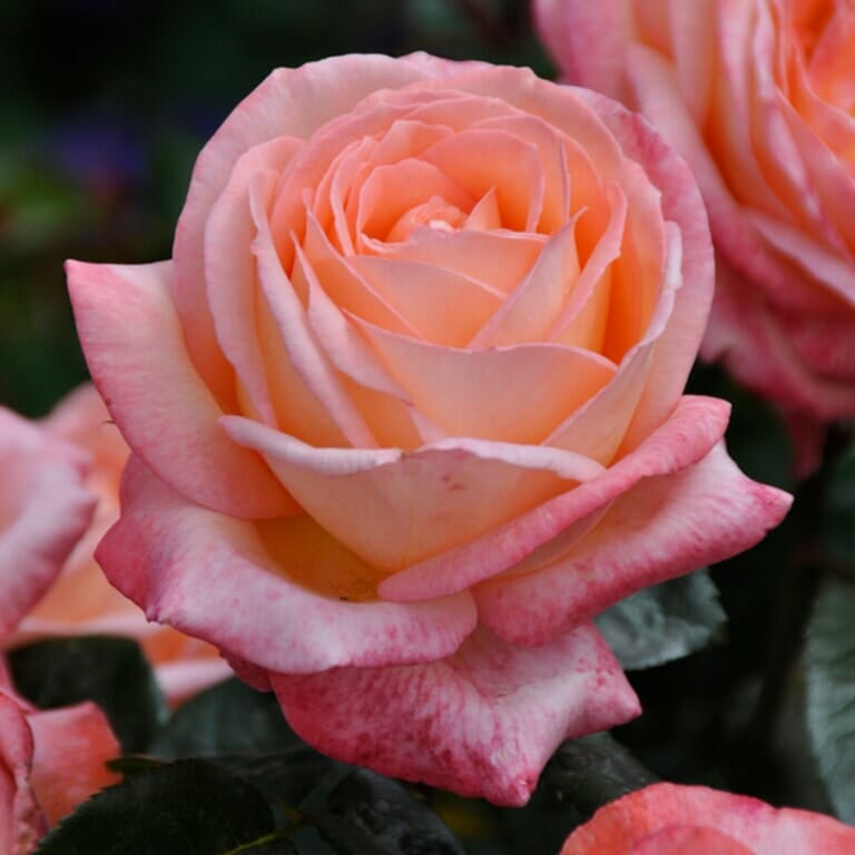 Rose Joyfulness 2 ft Standards (Rosa)