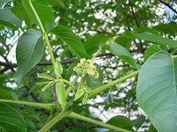 Walnut Placentia - Ladybird Nursery